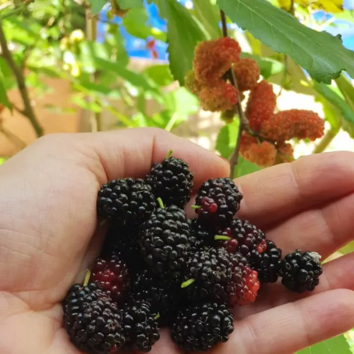 Pomeriggio alla scoperta dei frutti rossi di pianura